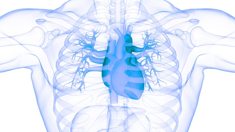  grafisk bild av det mänskliga hjärtat