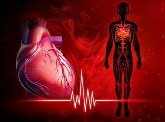  Hjärta och cirkulationssystem