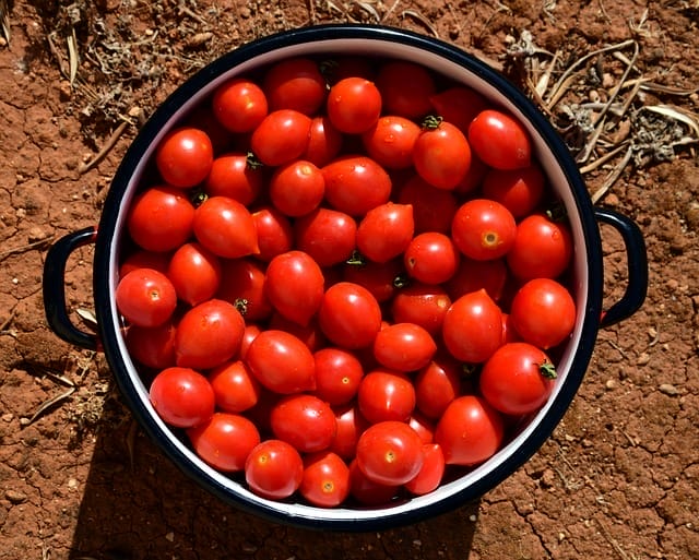  Tomater i grytan
