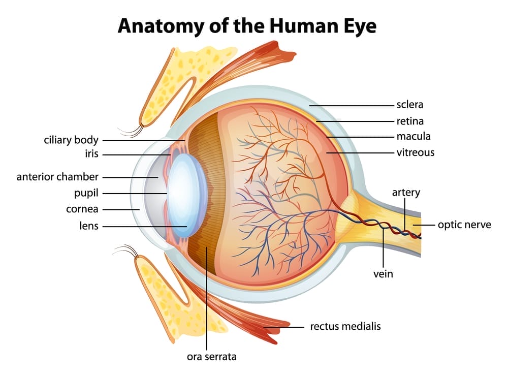  diagram över det mänskliga ögat