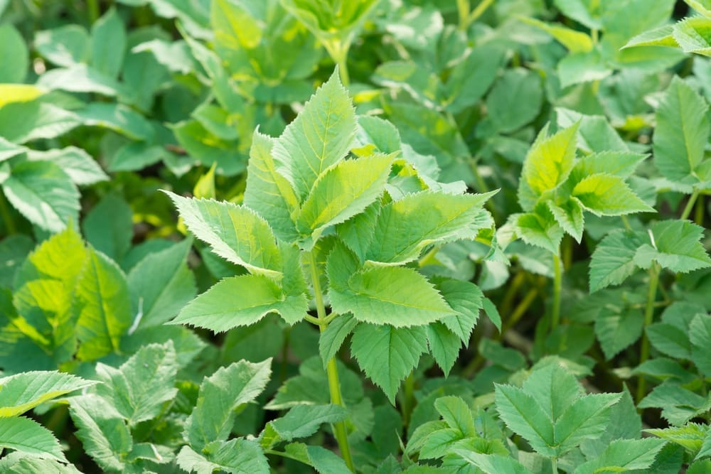 Jordade äldre blad