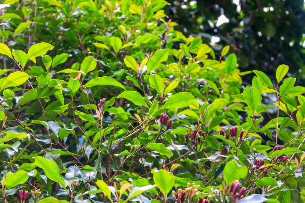 Doftande kapris (Syzygium aromaticum)